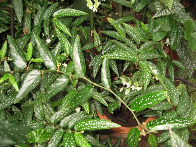 Begonia alba - picta W Bule